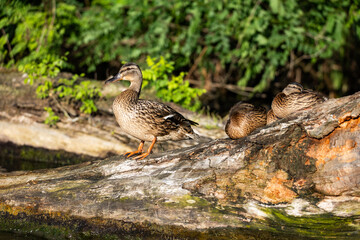 Fototapeta premium small wild ducklings sitting on a branch