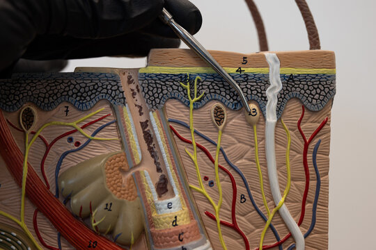 Pointer Showing Meissner Tactile Corpuscle In Skin Model