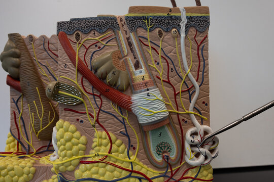 Pointer Showing Sweat Gland In Human Skin Model