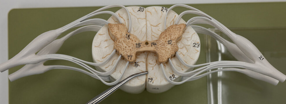 Pointer Showing Ventral Median Fissure On Spinal Cord Model