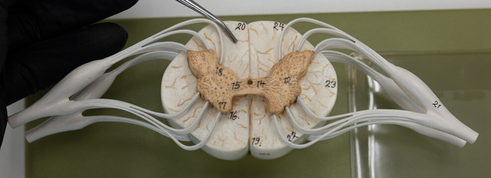 Pointer Showing White Matter In Human Spinal Cord Model