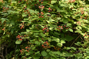 Blackberry bush with ripe berries growing outdoors on a sunny summer day. Green leaves and fresh blackberries in a natural setting, medium shot, horizontal composition. © Anastasiia Harbar