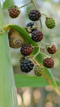 caracol esperando a que maduren las moras silvestres, fondo de pantalla, fondo de escritorio