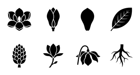Magnolia Flower Icons, Botanical Elements, Floral Vector Graphics, Nature Symbols © Mxgfxart