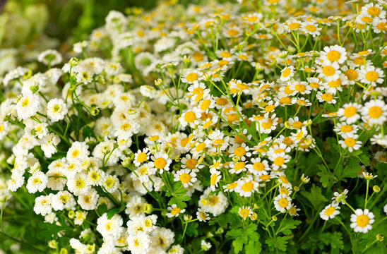 Medicinal Feverfew plant in bloom in a local garden