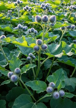 A dense cluster of mature burdock weeds showing the large broad leaves and the hook-covered burs ready for seed dispersal, thorny, nuisance, habitat.