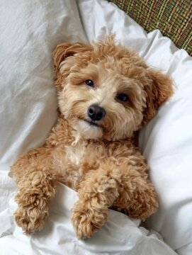 Dog lays in bed looking at the camera with cute expression while covered in white blankets