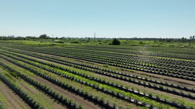aerial drone shot overlooking a massive agricultural plantation of organic blueberries. The video highlights the modern farming technique, showcasing long, systematic rows of young green bushes