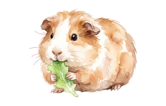 Watercolor Guinea Pig Eating Leaf Cute Pet Vector Illustration Design