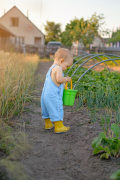 A little girl in rain boots is walking around the garden with a bucket, picking vegetables.