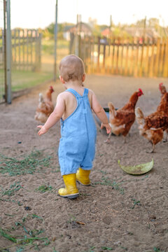 The baby walks along with the domestic chickens, watching with interest as the birds peck at the grain.