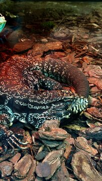 Curled black and white tegu lizard resting on bark chips