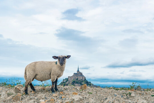 Sheep standing on rocky coastal ground with Mont Saint-Michel rising behind in Normandy, France. French medieval monastery. Livestock farming, countryside travel, agricultural landscapes