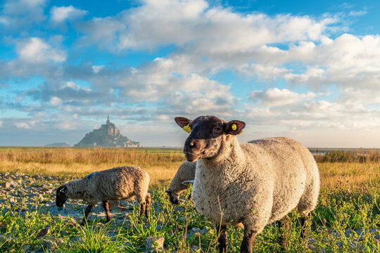 Sheep grazing in green meadow with Mont Saint Michel in background under morning light in Normandy, France. French medieval monastery at sunrise. Rural tourism, traditional farming, French countryside