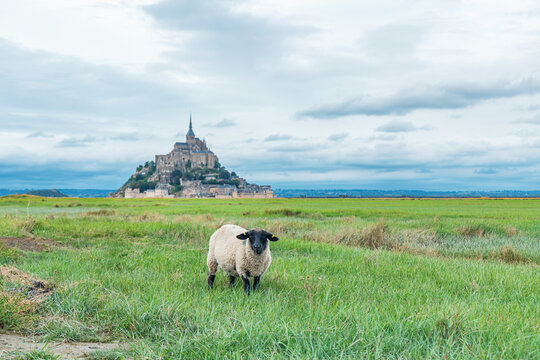 Sheep grazing in green meadow with Mont Saint Michel abbey in background in Normandy, France. French medieval monastery. Pastoral scenery, eco tourism, agricultural heritage, rural landscapes