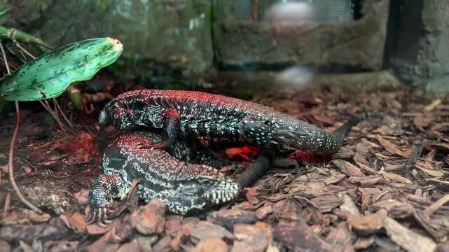 Patterned red and black tegu lizard on terrarium soil