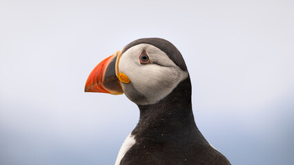 Puffin stands against soft, hazy sky © Piotr
