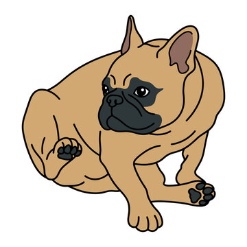 French Bulldog Scratching