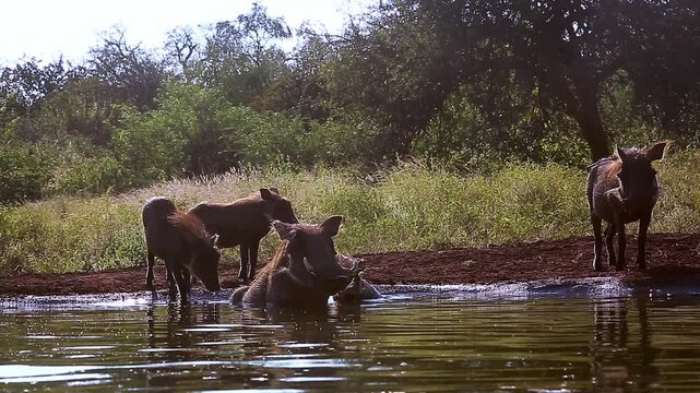 Common warthog family with young drinking and bathing in waterhole backlit front view in greater Kruger National park, South Africa ; Specie Phacochoerus africanus family of Suidae