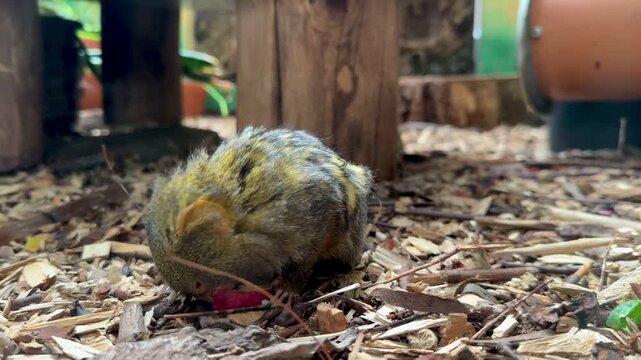 Tiny fluffy bird resting on wood chips background