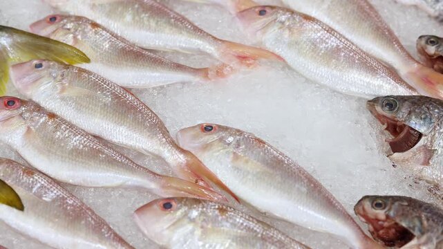 Close up view of fresh raw whole fishes, pink snapper and yellowtail, displayed on crushed ice in a supermarket seafood section. Chilled seafood ready for sale in a grocery store, food industry.
