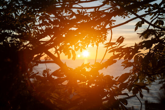 Sunset view through tree branches over the Baltic Sea in Svetlogorsk