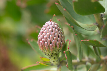 A tightly packed protea flower bud covered in soft fuzzy florets in muted pink and mauve tones, surrounded by broad green leaves with red-tipped margins. The macro shot captures fine botanical detail  © Catrin