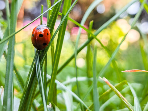 ladybug on grass