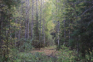 Fototapeta premium footpath in the forest
