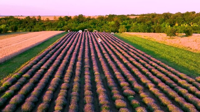 Lavender field at golden sunset as drone flies forward above blooming purple rows revealing the beauty of summer countryside, peaceful nature and aromatic lavender landscape in cinematic aerial view.