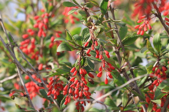 barberry berries on a branch in early autumn