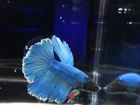 Fish Majestic Siamese fighting fish (Betta splendens) with large flowing fins swimming gracefully against a black background. Macro shot of a colorful Halfmoon Betta.