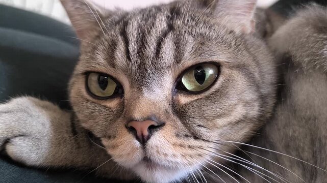 Scottish straight-eared grey striped cat. 