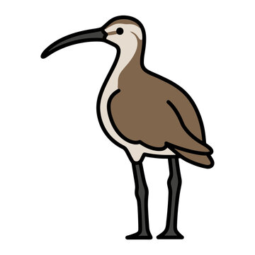 Hudsonian Whimbrel Sandpiper