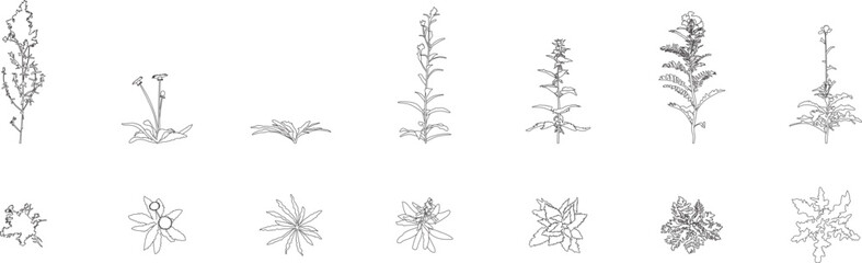 Flowering weed plant collection, landscape, blueprint, elevation, line art, top and front view, cad, botanical, architectural plan, editable stroke, vector © Hasan