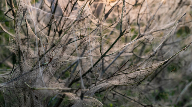 Silk web nest of ermine moth larvae. Close up of intricate silken threads spun by infesting caterpillars over bare plant twigs at sunset