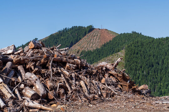 Slash pile and logging operation in Western Oregon.