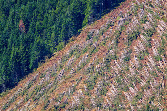 Trees felled for lumber in a logging operation in Western Oregon.