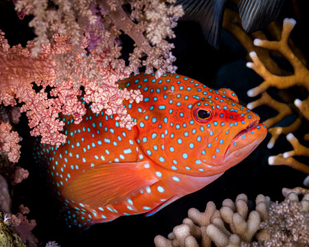 Jewel grouper