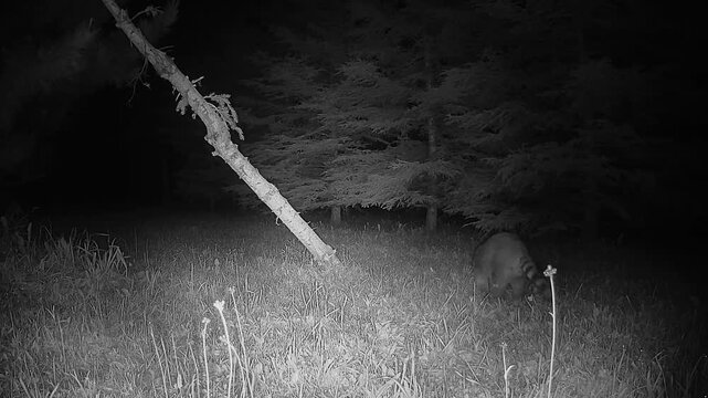 Night vision wildlife footage of a raccoon exploring its natural woodland habitat after dark.