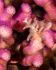 White Christmas tree worm on purple coral © Marcel Rudolph-Gajda