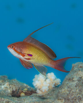Male sea goldie