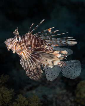 Lionfish