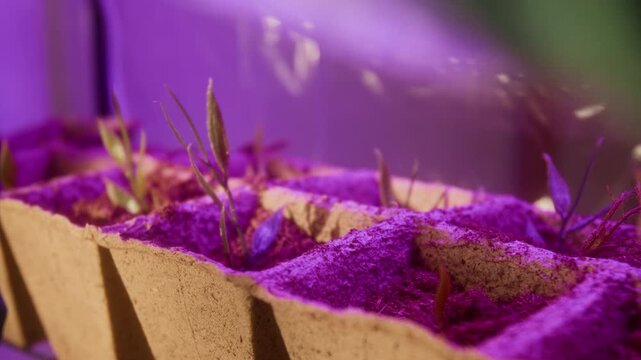Handheld no people shot of seedlings growing in biodegradable peat pots under purple LED phytolight. For marketing campaigns promoting agrotech, indoor smart farming, or sustainable home gardening
