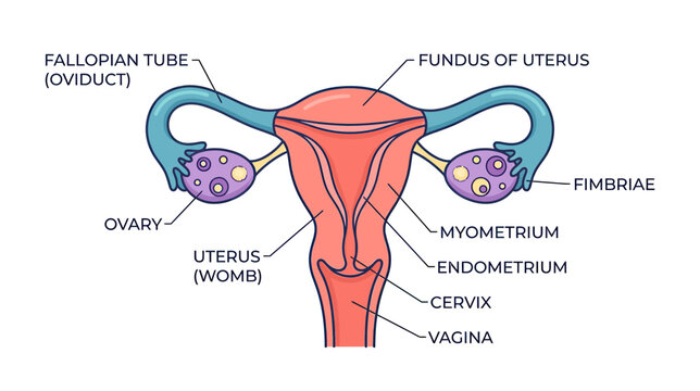Female Reproductive System Anatomy - Uterus, Ovaries, Fallopian Tubes Diagram