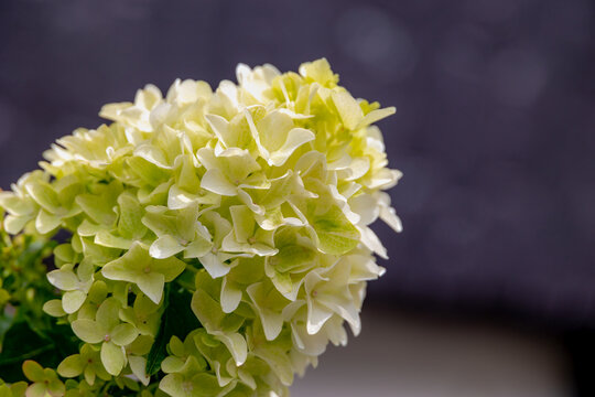Selective focus bushes of Hydrangea paniculata flowers in the garden, White cream hortensia, Panicled hydrangea is a species of flowering plant in the family Hydrangeaceae, Natural floral background.