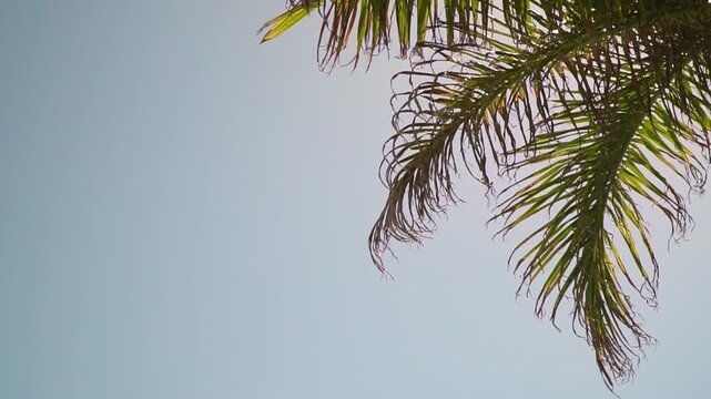 palm tree leaves