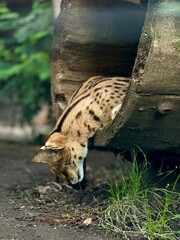 Wild serval cat climbing out of a hollow log in zoo © Oksana