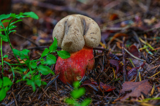 Rare poisonous devil's bolete mushroom (Rubroboletus satanas) with a distinct red stem growing in the forest