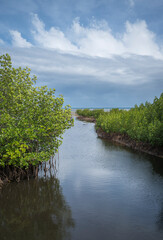 Fototapeta premium Fijian estuary with established mangrove thickets along the channel
